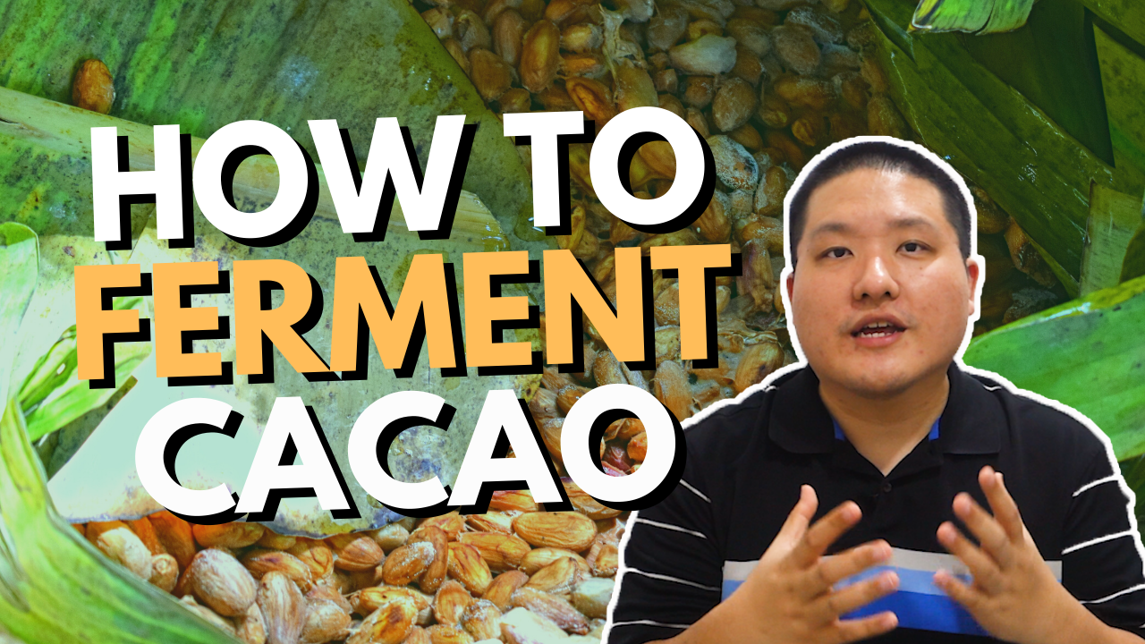 how to ferment cacao beans at home